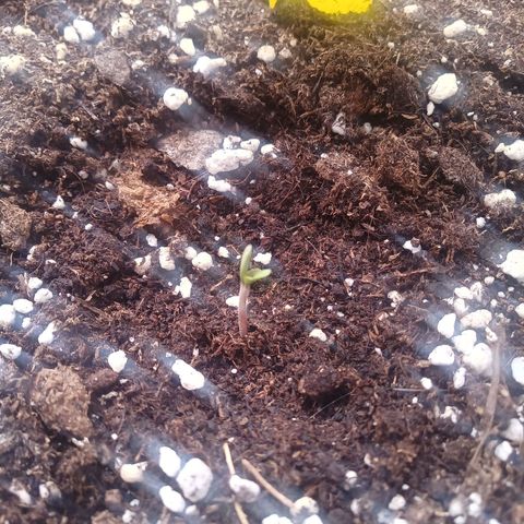 LSD Auto Growlog-Foto 3