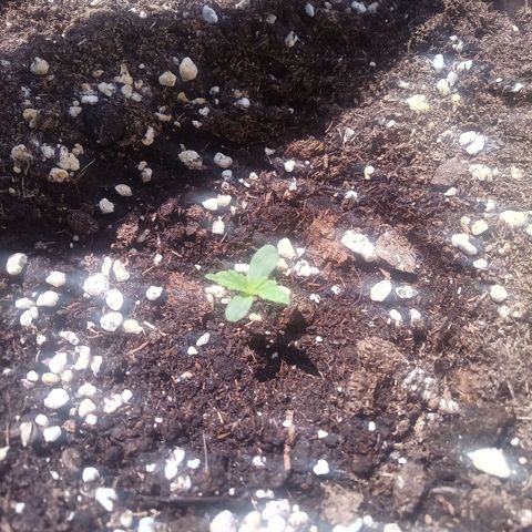 LSD Auto growlog timeline photo