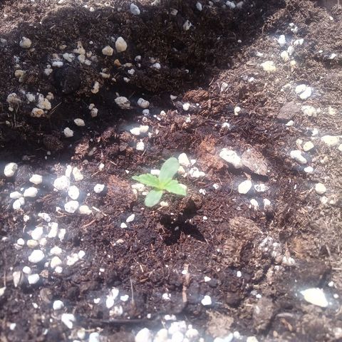 LSD Auto growlog timeline photo