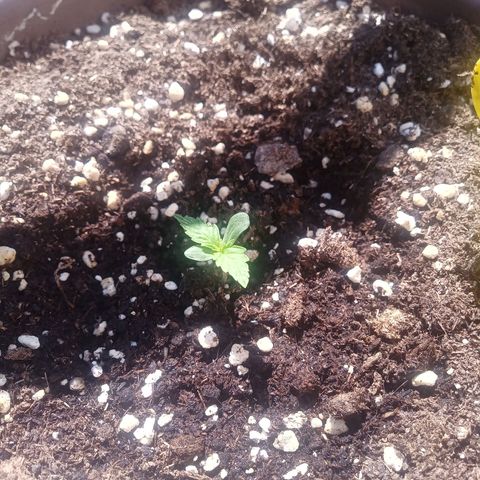 LSD Auto growlog timeline photo