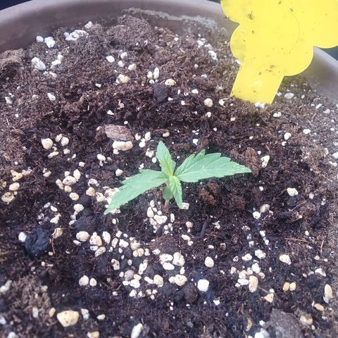 LSD Auto growlog timeline photo