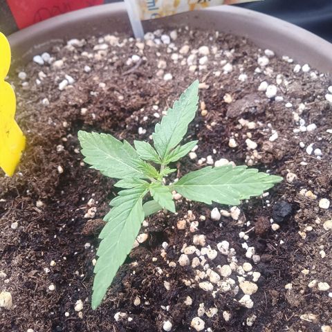 LSD Auto growlog timeline photo