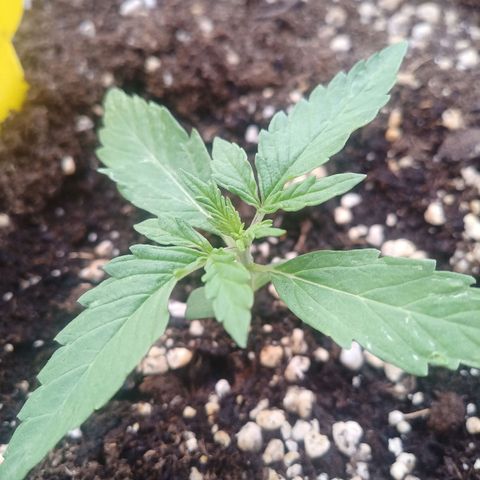 LSD Auto growlog timeline photo