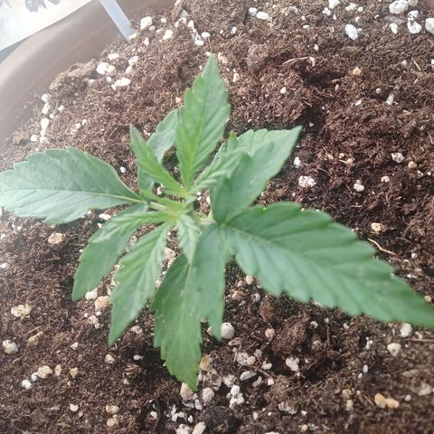 LSD Auto growlog timeline photo