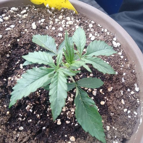 LSD Auto growlog timeline photo