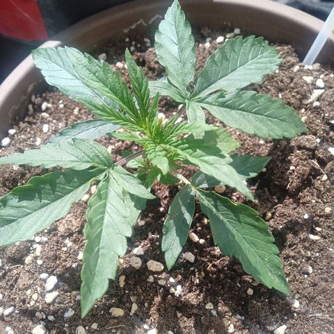 LSD Auto growlog timeline photo