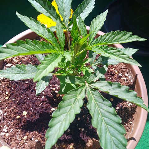 LSD Auto growlog timeline photo
