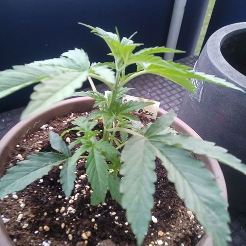 LSD Auto growlog timeline photo