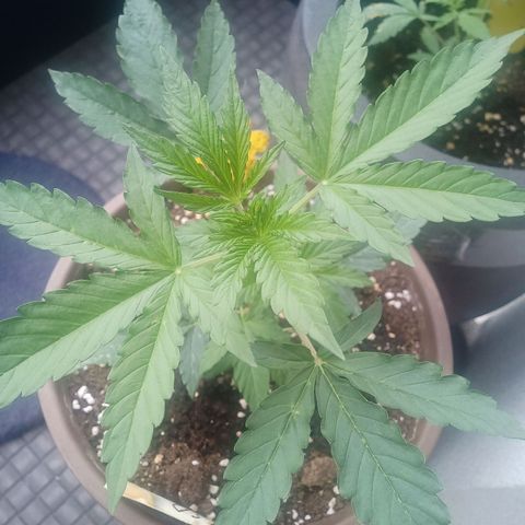 LSD Auto growlog timeline photo