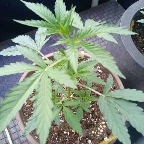 LSD Auto growlog timeline photo