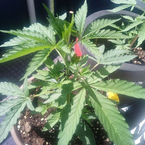LSD Auto growlog timeline photo