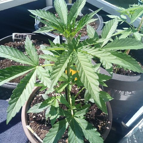 LSD Auto growlog timeline photo