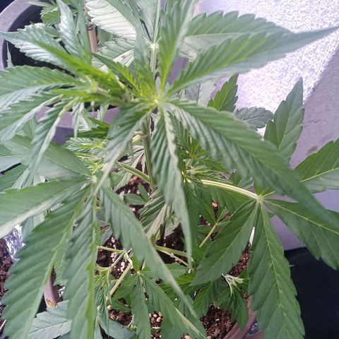 LSD Auto growlog timeline photo