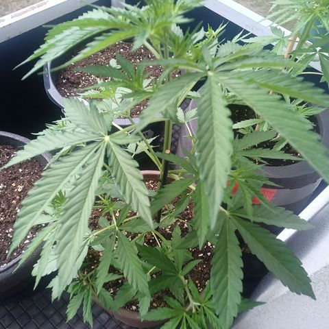 LSD Auto growlog timeline photo