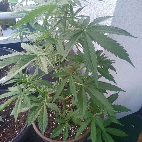 LSD Auto growlog timeline photo