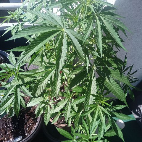 LSD Auto growlog timeline photo