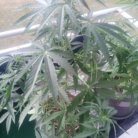 LSD Auto growlog timeline photo
