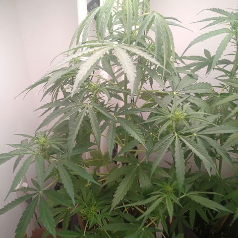 LSD Auto growlog timeline photo