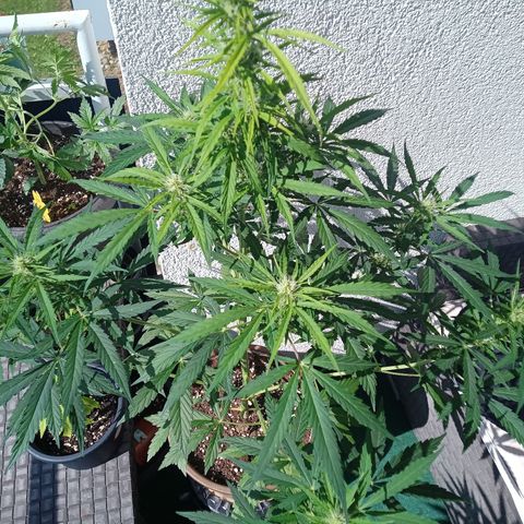 LSD Auto Growlog-Foto 1