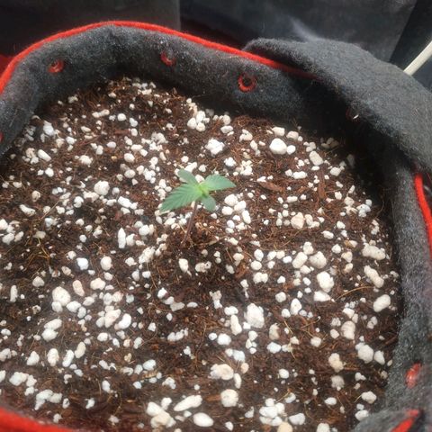 GSC 1 #1 growlog timeline photo
