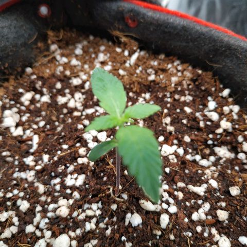 GSC 1 #1 growlog timeline photo