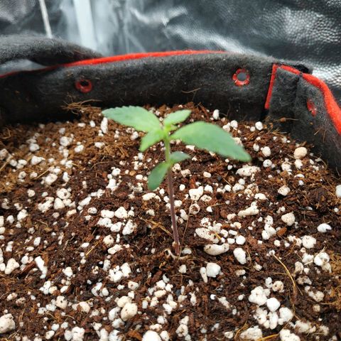 GSC 1 #1 growlog timeline photo