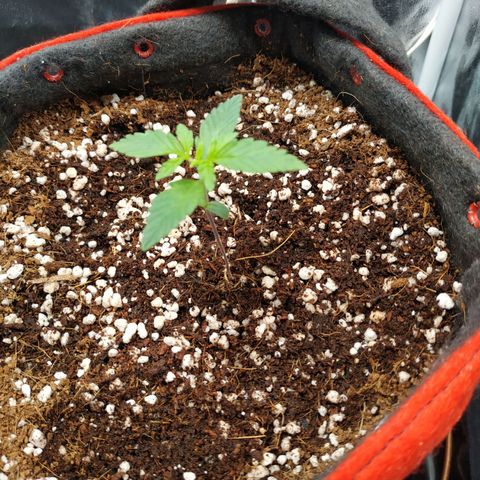 GSC 1 #1 growlog timeline photo