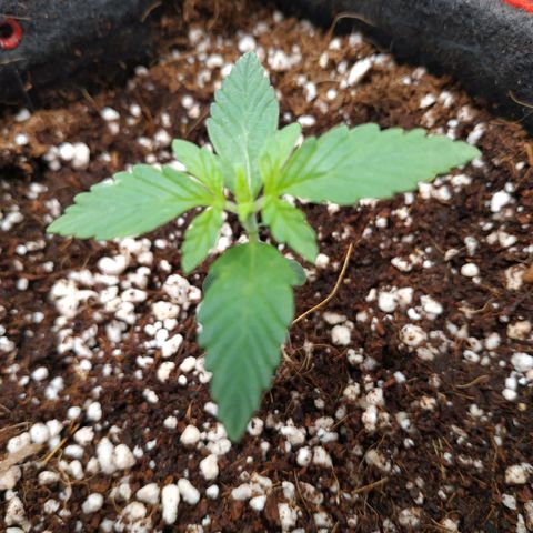 GSC 1 #1 growlog timeline photo