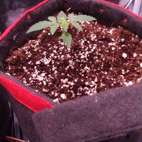 GSC 1 #1 growlog timeline photo
