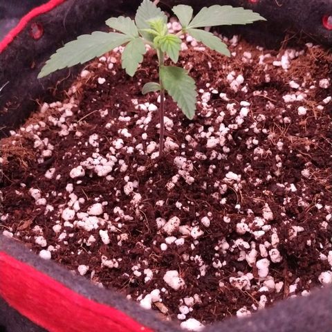GSC 1 #1 growlog timeline photo
