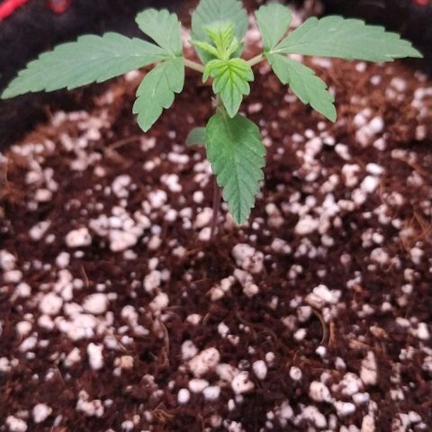 GSC 1 #1 growlog timeline photo