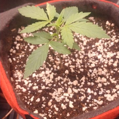 GSC 1 #1 growlog timeline photo