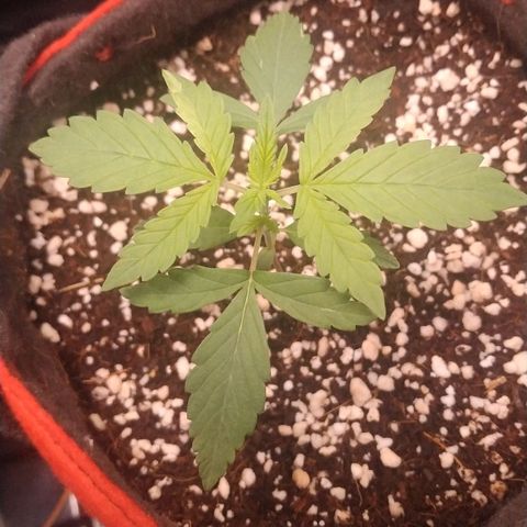 GSC 1 #1 growlog timeline photo