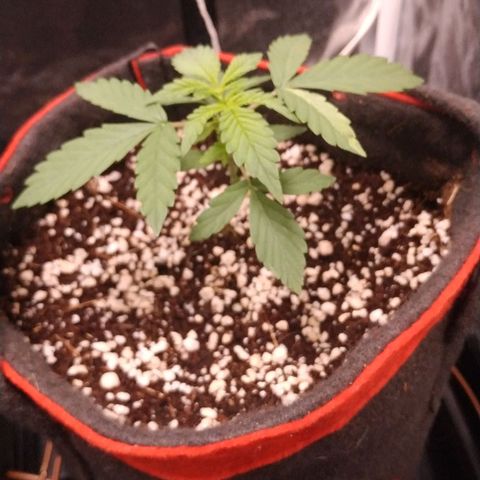 GSC 1 #1 growlog timeline photo