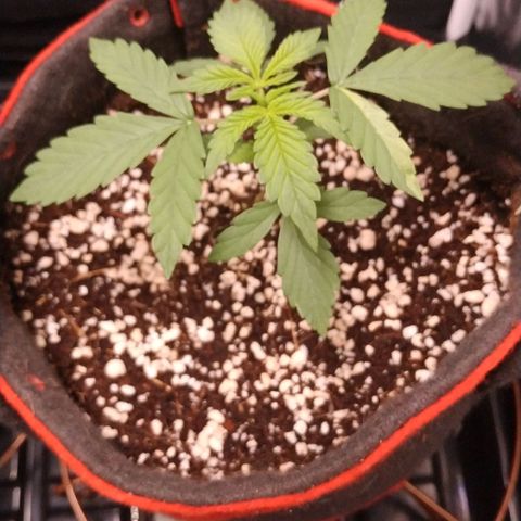 GSC 1 #1 growlog timeline photo