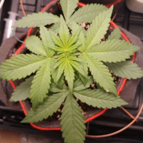GSC 1 #1 growlog timeline photo