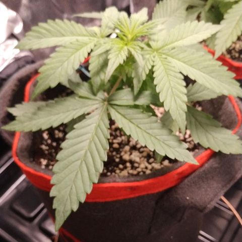 GSC 1 #1 growlog timeline photo