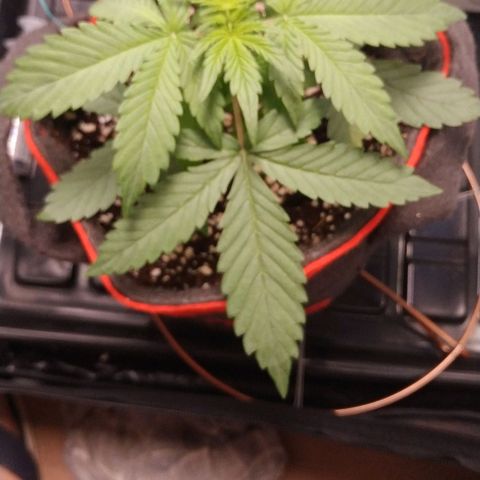 GSC 1 #1 growlog timeline photo