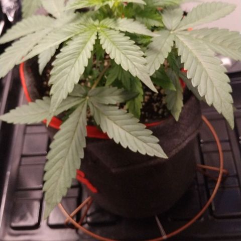 GSC 1 #1 growlog timeline photo