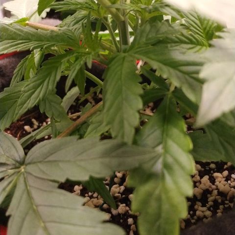 GSC 1 #1 growlog timeline photo