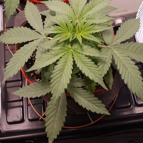 GSC 1 #1 growlog timeline photo