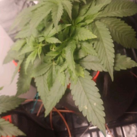 GSC 1 #1 growlog timeline photo