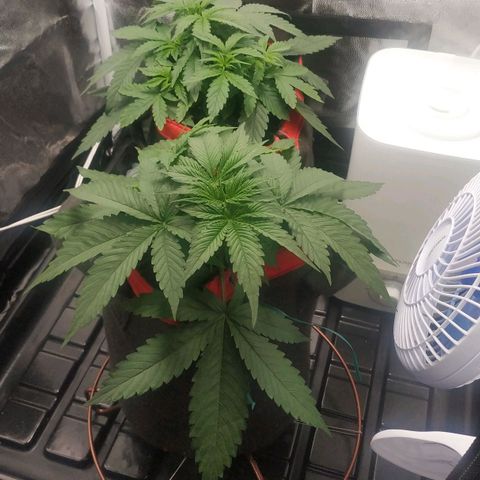 GSC 1 #1 growlog timeline photo