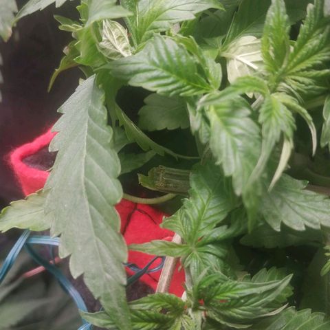 GSC 1 #1 growlog timeline photo