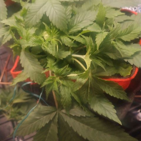 GSC 1 #1 growlog timeline photo