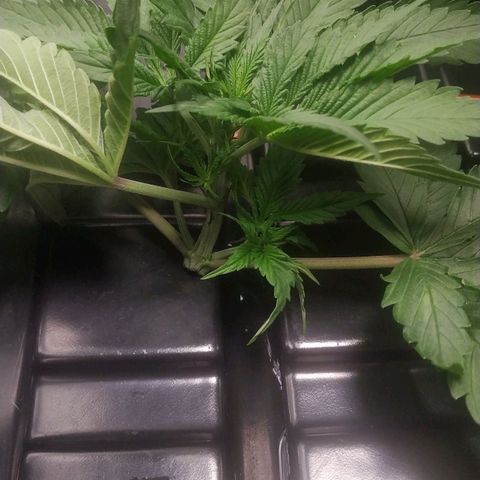 GSC 1 #1 growlog timeline photo