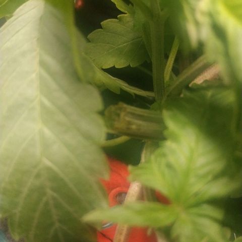 GSC 1 #1 growlog timeline photo