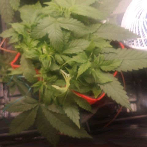 GSC 1 #1 growlog timeline photo