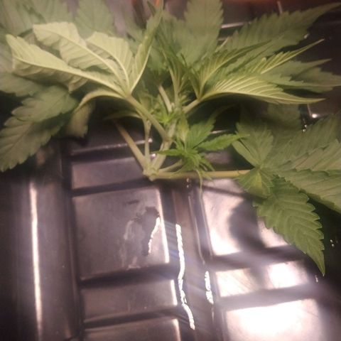 GSC 1 #1 growlog timeline photo