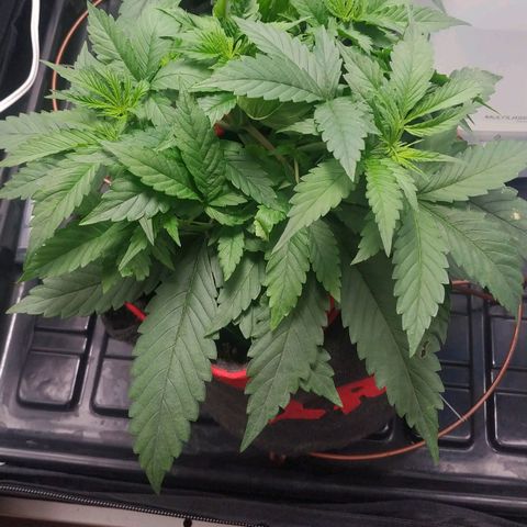 GSC 1 #1 growlog timeline photo